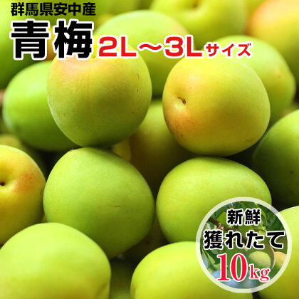 No.389 旬をお届け！青梅【2L～3Lサイズ10kg】 ／ うめ 実 丁寧 手作業 果実 送料無料 群馬県