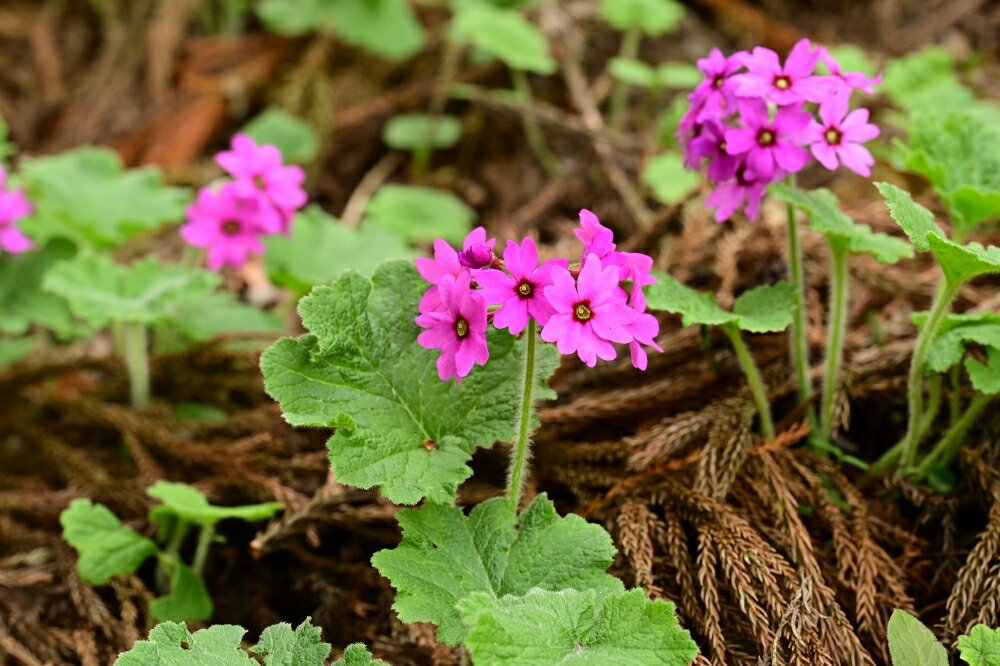 [a150]正福寺の天井画とカッコソウを訪ねて