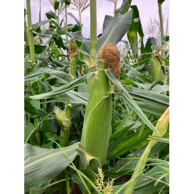 群馬県榛東村の画像3