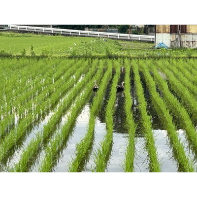 【ふるさと納税】【令和8年産】お米コシヒカリ(精米) 5kg【ストロベリーみなみ】【...