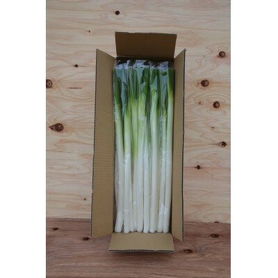 【ふるさと納税】長ネギ 3kg入り【ストロベリーみなみ】【1691184】