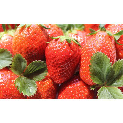 金井いちご農園 やよいひめ 2パック[配送不可地域:離島・北海道・沖縄県・中国・四国・九州]