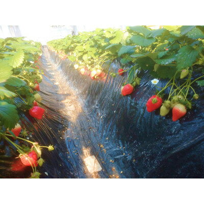 【ふるさと納税】金井いちご農園　やよいひめ　4パック【配送不可地域：離島・北海道・沖縄県・中国・四国・九州】【1691430】