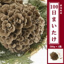 【ふるさと納税】100日まいたけ 500g×1株【配送不可地域:離島】【1267431】