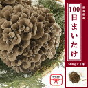 【ふるさと納税】【のし付き】100日まいたけ 500g×1株【配送不可地域:離島・沖縄県】【1429422】