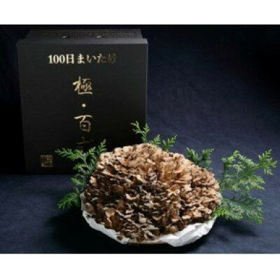 【ふるさと納税】【のし付き】100日まいたけ 極百式 2kg以上の1株づくり【配送不可地域:離島・沖縄県】【1430228】