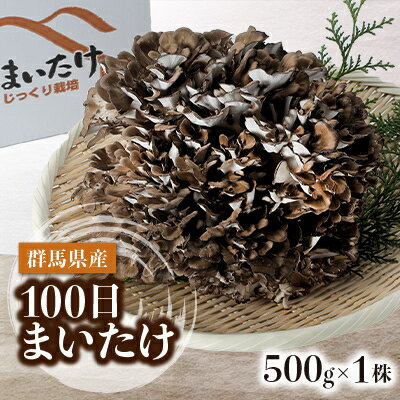 100日まいたけ 500g×1株【配送不可地域：離島】【1267431】