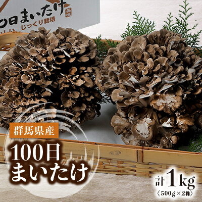 100日まいたけ 500g×2株【配送不可地域：離島】【1267432】