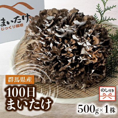 【のし付き】100日まいたけ 500g×1株【配送不可地域：離島・沖縄県】【1429422】