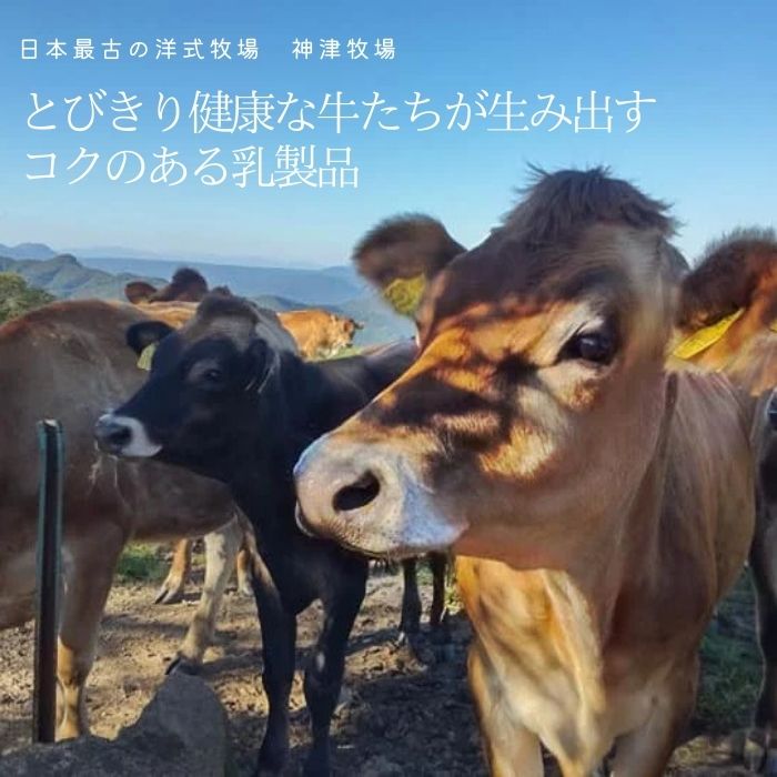 【ふるさと納税】【神津牧場】ジャージー牛の濃厚...の紹介画像2