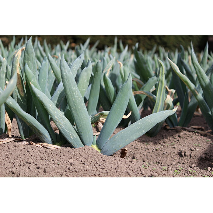 【ふるさと納税】下仁田葱の会の下仁田葱（Lサイズ）とろける 甘い ネギ 王様 ねぎ 殿様ねぎ 特産 栄養たっぷり ブランド 上州ねぎ すきやき F21K-588