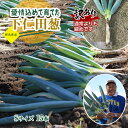 【ふるさと納税】訳あり(家庭用)愛情込めて育てた下仁田葱(Sサイズ 15本) とろける 甘い ねぎ ネギ 王様ねぎ 殿様ねぎ 特産 栄養たっぷり ブランド 上州...