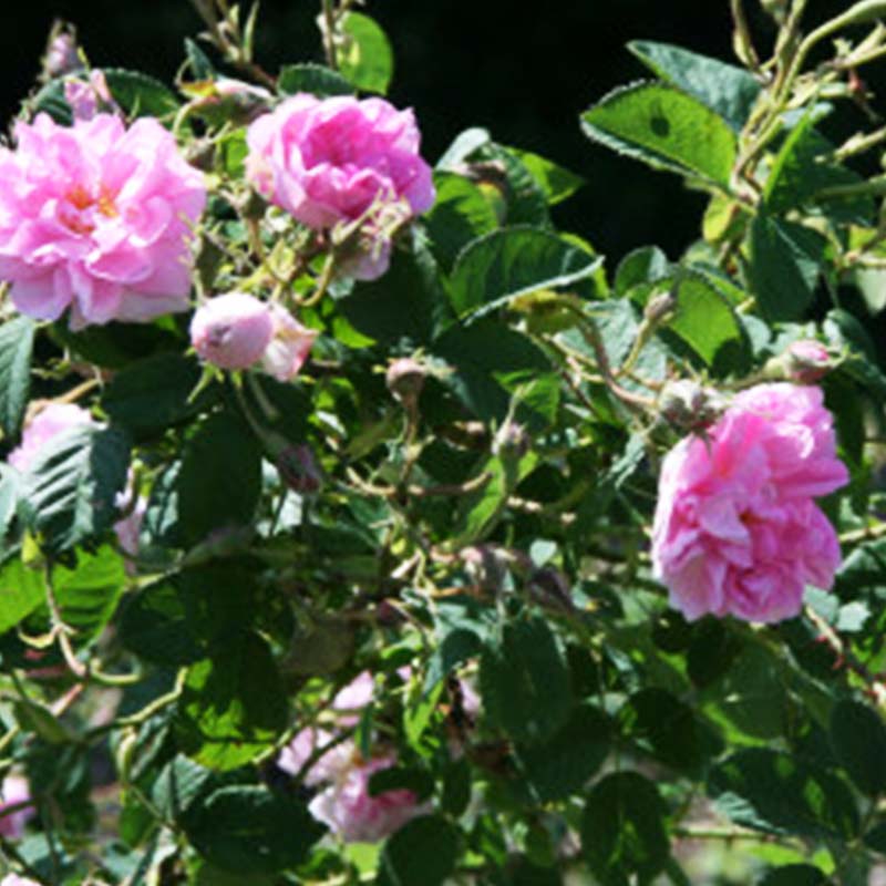 群馬県下仁田町の画像2