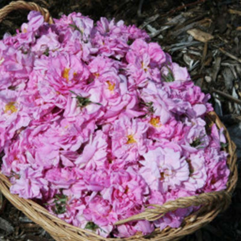 群馬県下仁田町の画像3