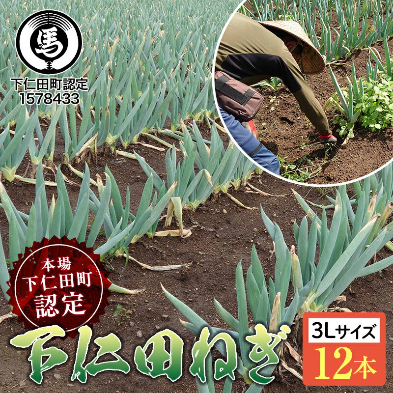 【ふるさと納税】本場下仁田町認定葱の会会員が作った下仁田ねぎ（3Lサイズ13本） とろける 甘い ねぎ ネギ 王様ねぎ 殿様ねぎ 特産 栄養たっぷり ブランド 上州ねぎ すきやき 野菜 F21K-214のサムネイル