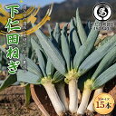 【ふるさと納税】【伝統野菜】祖父母の遺志を受継いだ ながい農園の下仁田ねぎ (Mサイズ15本) 群馬県 下仁田町産 家庭用 鍋 すき焼き F21K-555