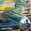 【ふるさと納税】愛情込めて育てた下仁田葱(Mサイズ 15本) とろける 甘い ねぎ ネギ 王様ねぎ 殿様ねぎ 特産 栄養たっぷり ブランド 上州ねぎ すきやき F21K-568