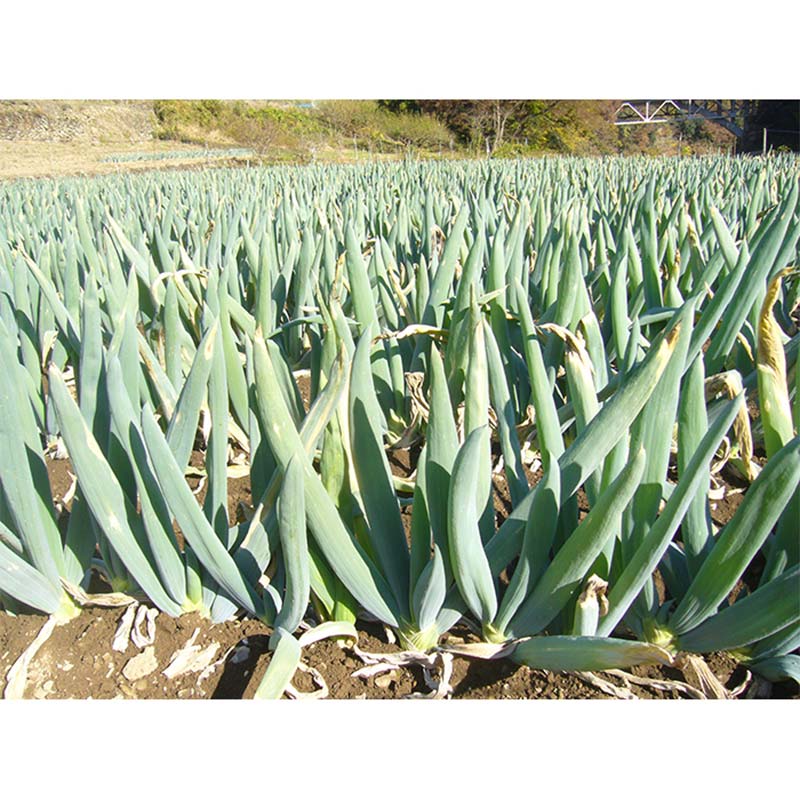 群馬県下仁田町の画像3