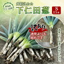 【ふるさと納税】訳あり(家庭用)丹精込めた下仁田葱 Sサイズ 15本 とろける 甘い ねぎ ネギ 王様ねぎ 殿様ねぎ 特産 栄養たっぷり ブランド 上州ねぎ す...
