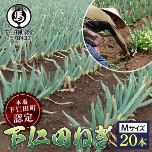【ふるさと納税】本場下仁田町認定葱の会会員が作った下仁田ねぎ(Mサイズ 20本) とろける 甘い ねぎ ネギ 王様ねぎ 殿様ねぎ 特産 栄養たっぷり ブランド 上州ねぎ すきやき F21K-607