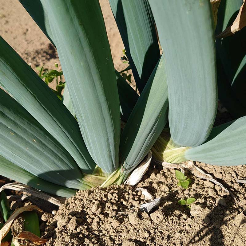 【ふるさと納税】本場下仁田町認定葱の会会員が作った下仁田ねぎ（3Lサイズ 15本） とろける 甘い ねぎ ネギ 王様ねぎ 殿様ねぎ 特産 栄養たっぷり ブランド 上州ねぎ すきやき F21K-610