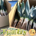 【ふるさと納税】伝統栽培の下仁田ねぎ。寒い冬に最高のすき焼きを♪(Mサイズ 15本) とろける 甘い ねぎ ネギ 王様ねぎ 殿様ねぎ 特産 栄養たっぷり ブラン...