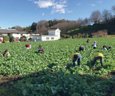 【ふるさと納税】甘楽町産 菜種油としょうゆのギフトセット｜自然農法 特別栽培 国産 菜の花油 菜たね油 サラダ油 醤油 植物油 [0075]