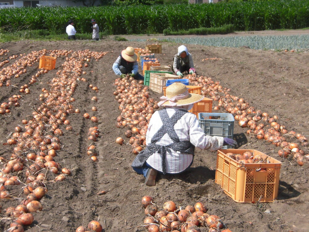 【ふるさと納税】[新玉／先行予約] 産地直送！加藤農園の玉ねぎ 20kg【令和6年6月～7月順次出荷予定】｜数量限定 期間限定 タマネギ 玉葱 新玉ねぎ 産地直送 農家直送 野菜 新鮮野菜 国産 [0190]