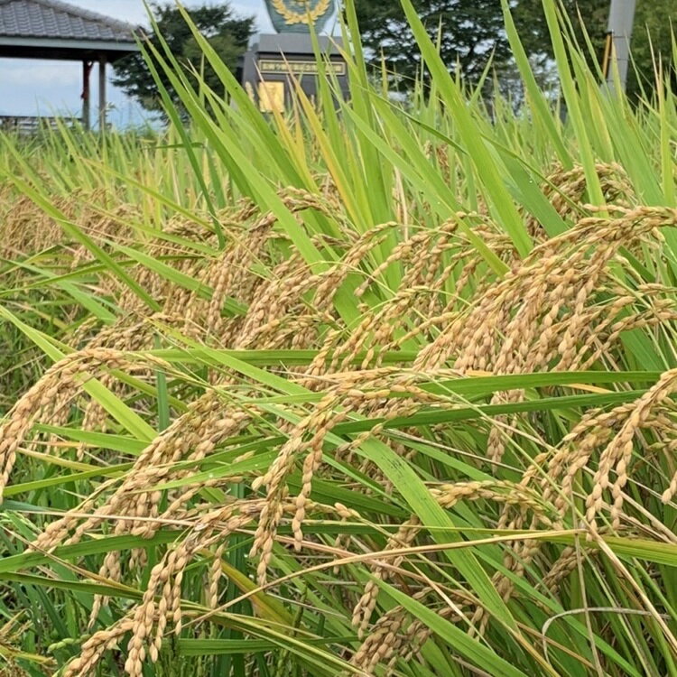 【ふるさと納税】[定期便]《3か月連続お届け》レンゲ米 5kg×1袋｜コシヒカリ 精米 白米 お米 ごはん 甘楽町産 令和5年度米 [0142]