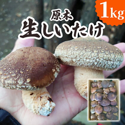 [先行予約] 原木 生しいたけ 1kg【2024年12月より順次発送】｜シイタケ 椎茸 国産 産地直送 おんだファーム 甘楽町 [0185]