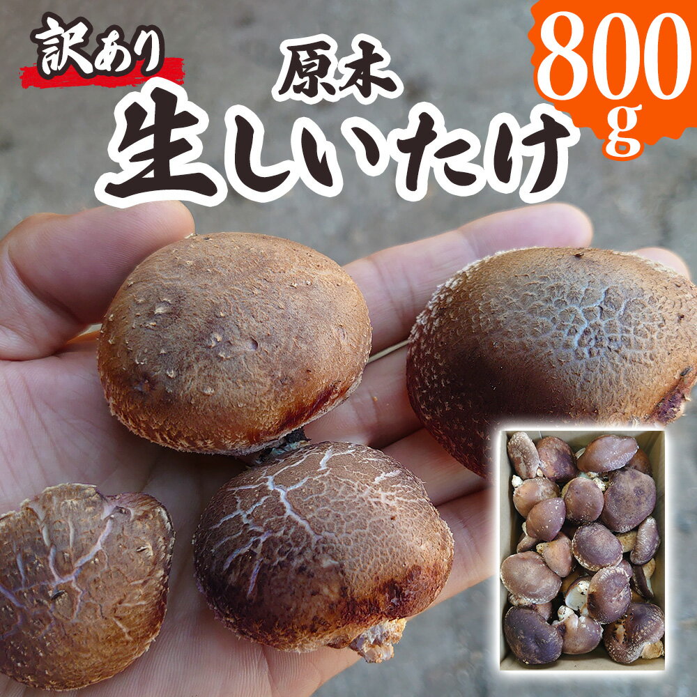 [訳あり] 原木 生しいたけ 800g 群馬県甘楽町産|シイタケ 椎茸 国産 訳あり品 産地直送 おんだファーム 甘楽町 [0186]