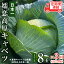 【ふるさと納税】《 先行予約 》定期便 嬬恋 高原 キャベツ 8玉 1ケース 2024年7月発送開始 3ヶ月連続 嬬恋キャベツ きゃべつ 産地直送 群馬 お取り寄せ 野菜 セット Lサイズ