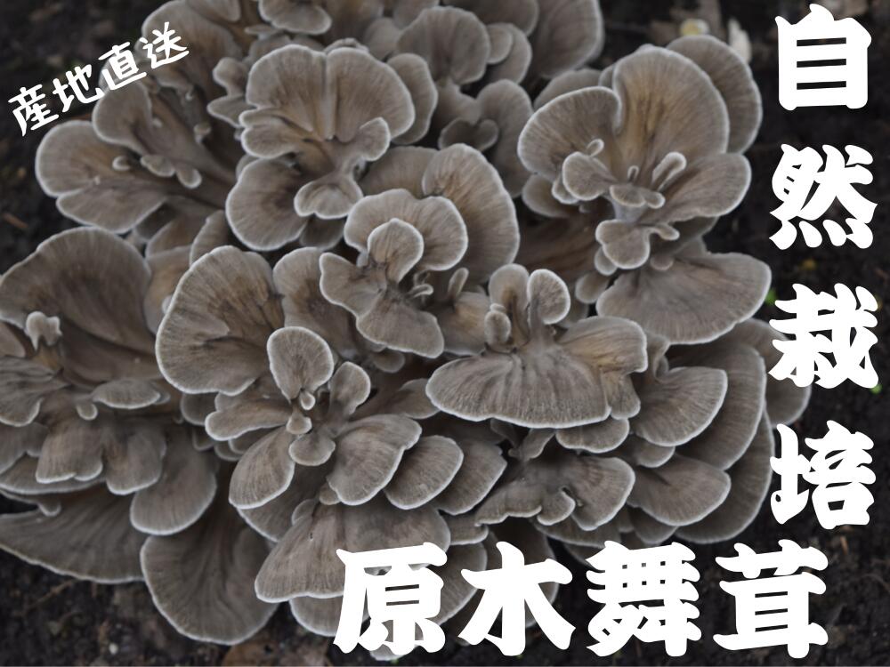 【ふるさと納税】【数量限定】森の中で自然栽培！　幻の原木舞茸