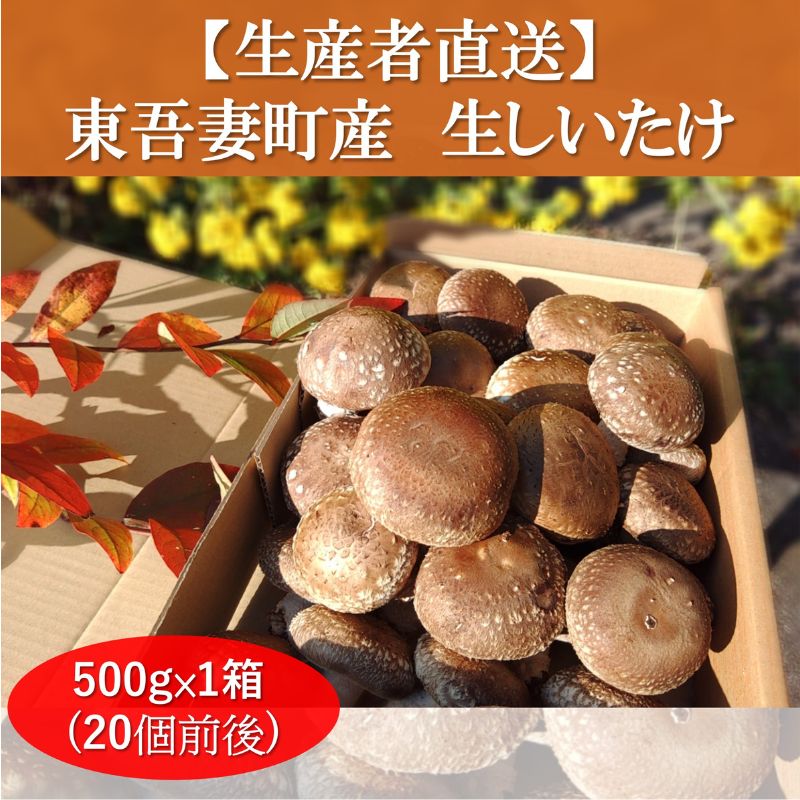 生椎茸約500g×1箱(20個前後) 野菜 きのこ 群馬県産 東吾妻町産 国産 [ 日本産 食材 国産椎茸 歯ごたえ 肉厚 鍋物 旨味 具材 鍋の具材 ] お届け:2023年10月1日〜2024年5月31日まで