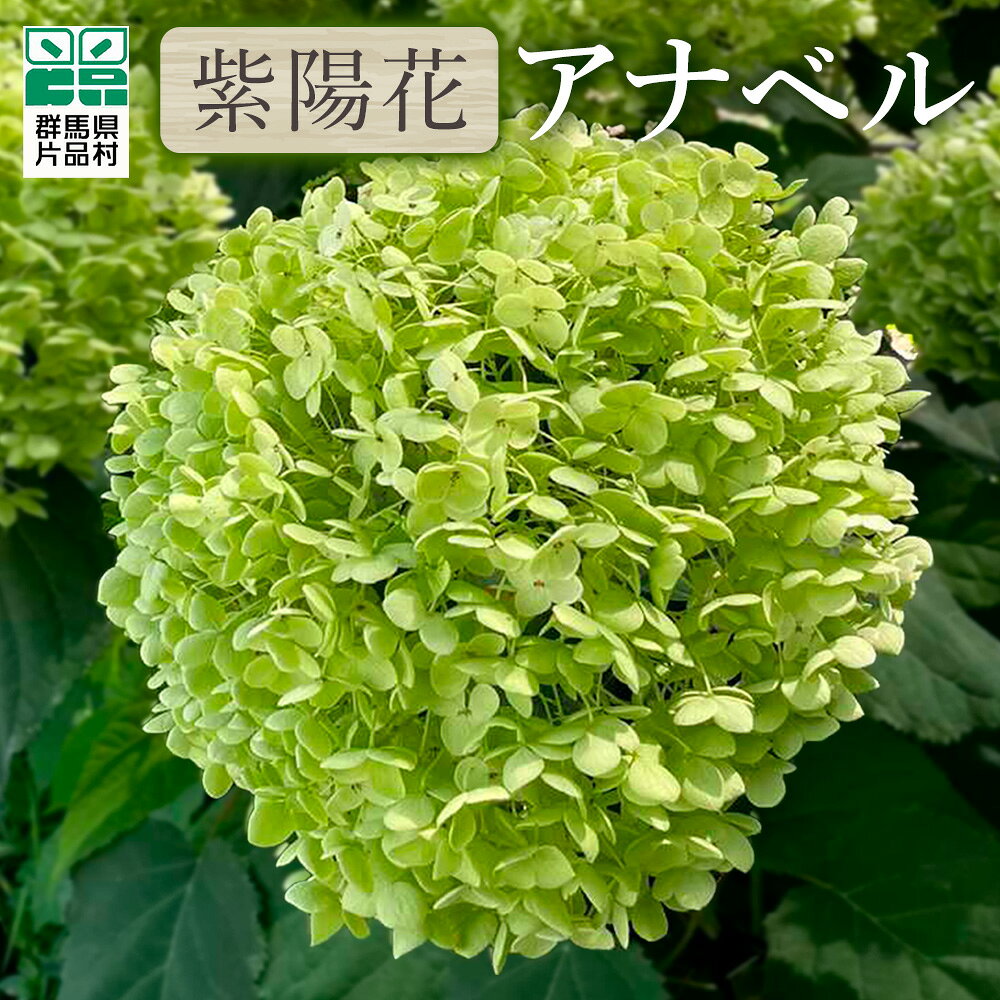 乐天商城 - 【ふるさと納税】 片品村 アジサイ アナベル 紫陽花 花 フラワー 園芸