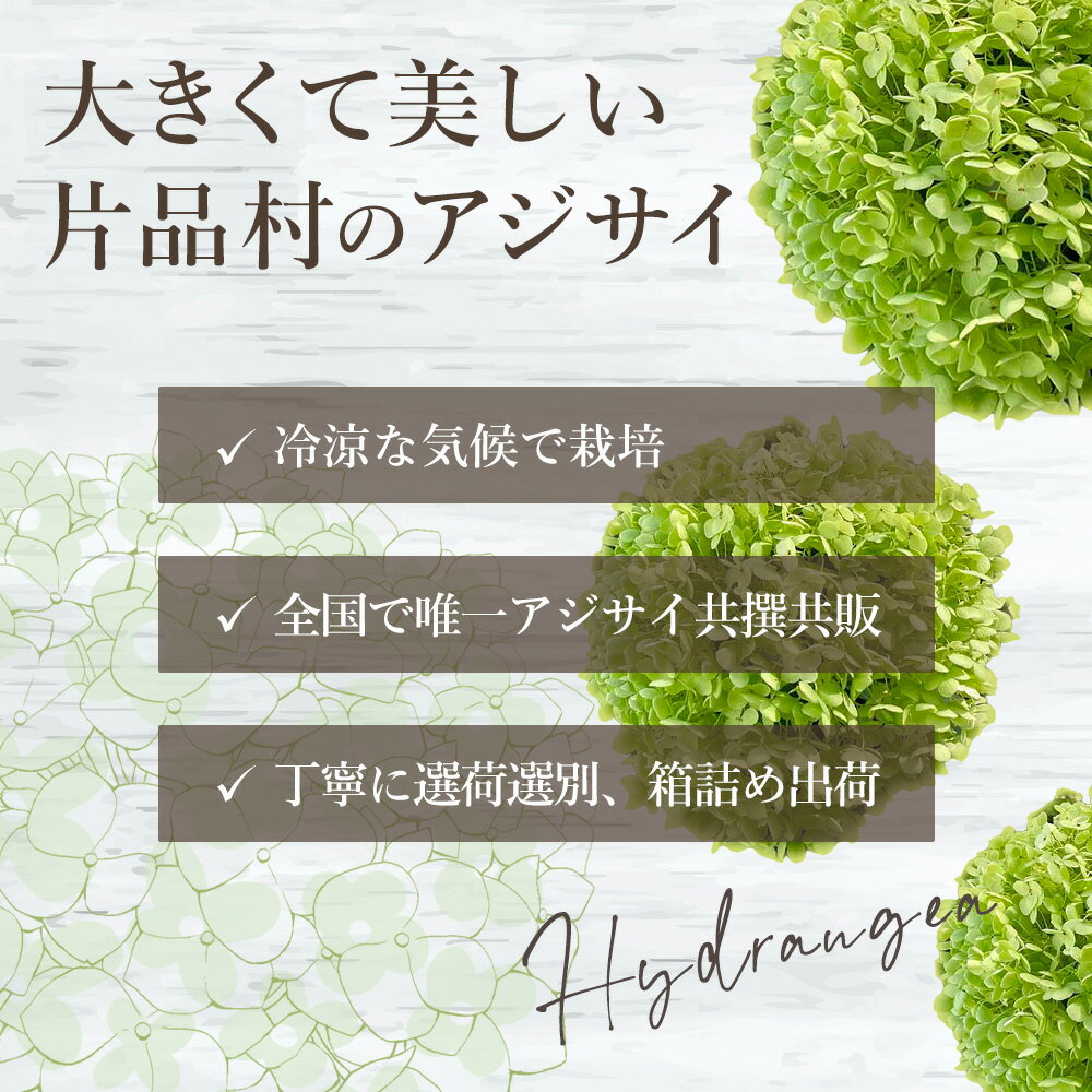 【ふるさと納税】 片品村 アジサイ アナベル 紫陽花 花 フラワー 園芸