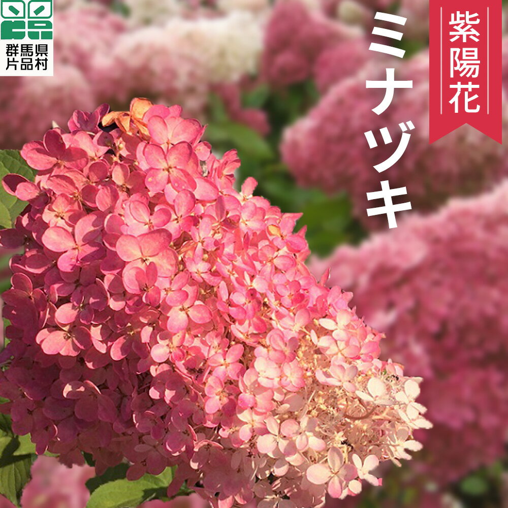 【ふるさと納税】 片品村 アジサイ ミナヅキ 紫陽花 花 フラワー 園芸のサムネイル