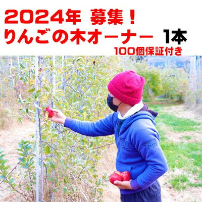 2024年りんごの木オーナー(スリムレッド)100個保障! 小ぶりでジューシー! 【1473940】