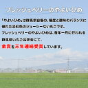 【ふるさと納税】群馬県やよいひめ（いちご）約900g【3年連続金賞受賞！】※2023年12月～2024年5月にて順次発送予定 3