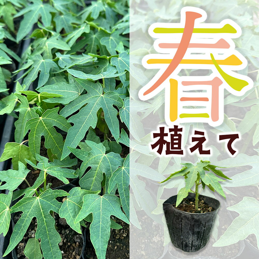 群馬県板倉町の画像2