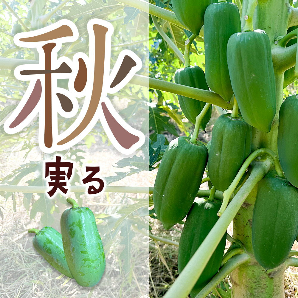 �ڤդ뤵��Ǽ�ǡ۲�ʪ �� �ĥѥѥ��� ���� �����٤��ܿ��� ���ϸ�����Į 3���ݥå�