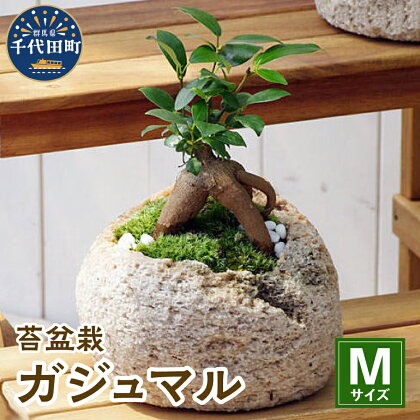 観葉植物 苔 盆栽 ガジュマル Mサイズ 1鉢 抗火石 鉢植え インテリア 癒し プレゼント ギフト 贈答用 内祝い お祝い 送料無料 株式会社チャーム