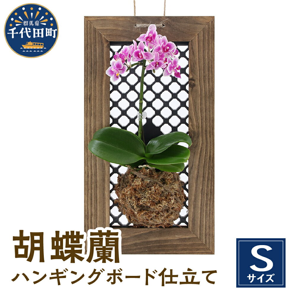 【ふるさと納税】観葉植物 洋ラン 胡蝶蘭 Sサイズ 1個 ハンギングボード仕立て 鉢 花 プレゼント ギフト 贈答用 送料無料 株式会社チャーム