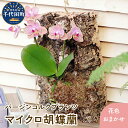 観葉植物 バージンコルクプランツ マイクロコチョウラン 1個 花色おまかせ 胡蝶蘭 花 プレゼント ギフト 贈答用 送料無料 株式会社チャーム