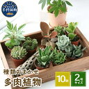 【ふるさと納税】観葉植物 おまかせ 多肉植物 2号 10鉢 可愛い ミニサイズ 人気 オススメ 趣味 インテリア ナチュラル 自然 風水 緑 プレゼント ギフト...