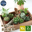 25位! 口コミ数「0件」評価「0」観葉植物 おまかせ 多肉植物 2号 10鉢 可愛い ミニサイズ 人気 オススメ 趣味 インテリア ナチュラル 自然 風水 緑 プレゼント ギ･･･ 