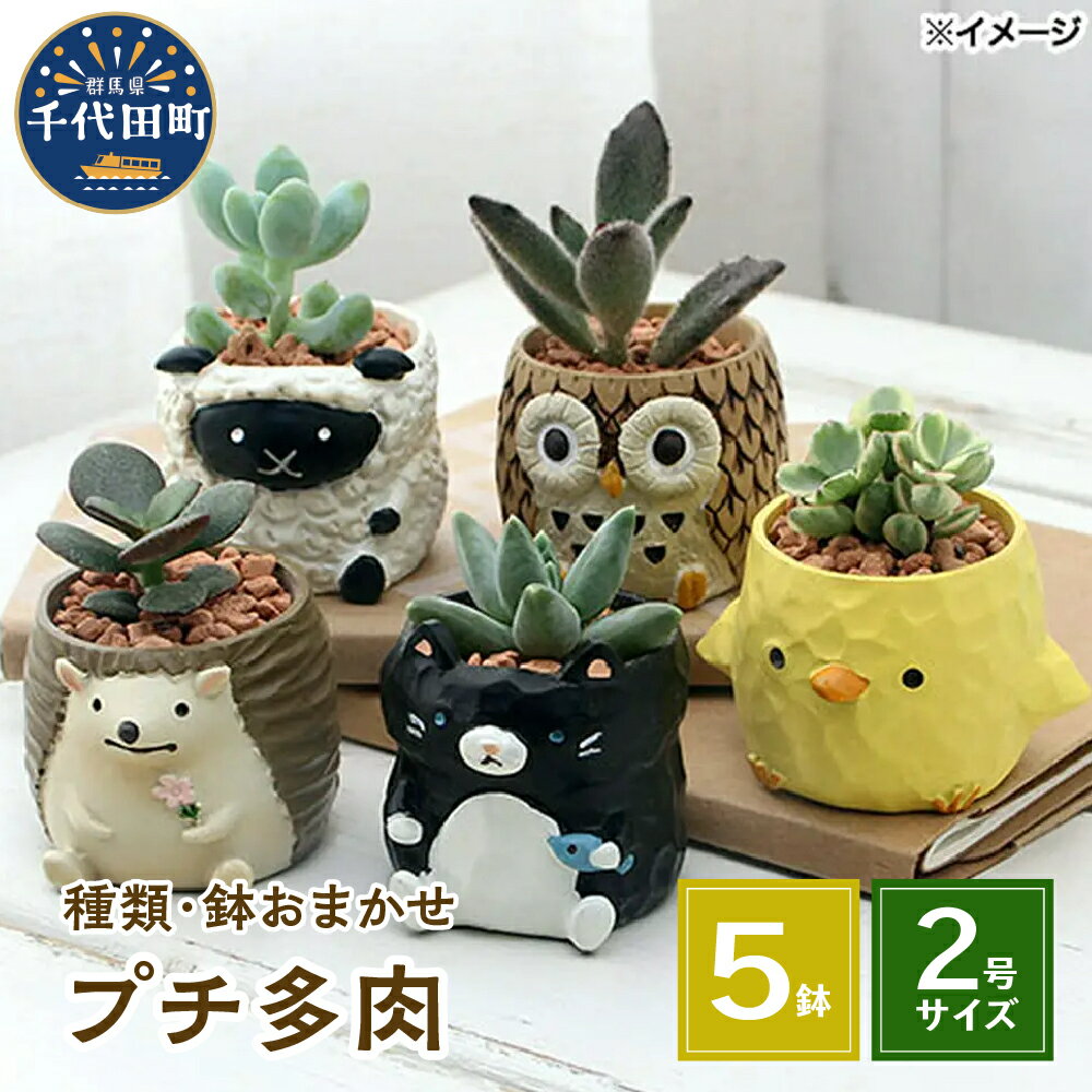 【ふるさと納税】観葉植物 プチ 多肉植物 リトル アニマル 5鉢 おまかせ かわいい 動物 セット プレゼント ギフト 贈答用 送料無料 説明書付き 株式会社チャーム