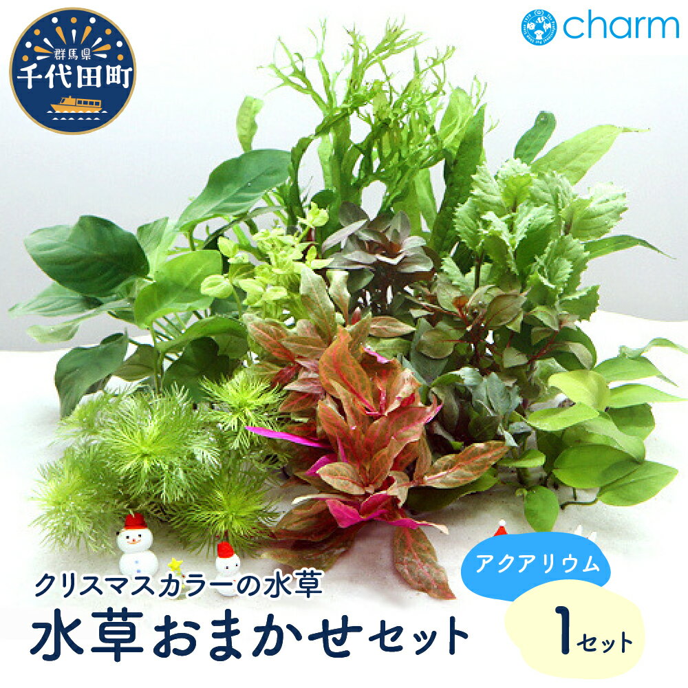 【ふるさと納税】水草 クリスマス カラー おまかせ セット 