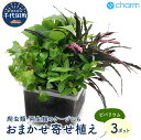 【ふるさと納税】テラリウム ビバリウム用 おまかせ 寄植え 水上葉 無農薬 (3個) 癒し インテリア ナチュラル 自然 リラクゼーション 室内栽培 プレゼント...