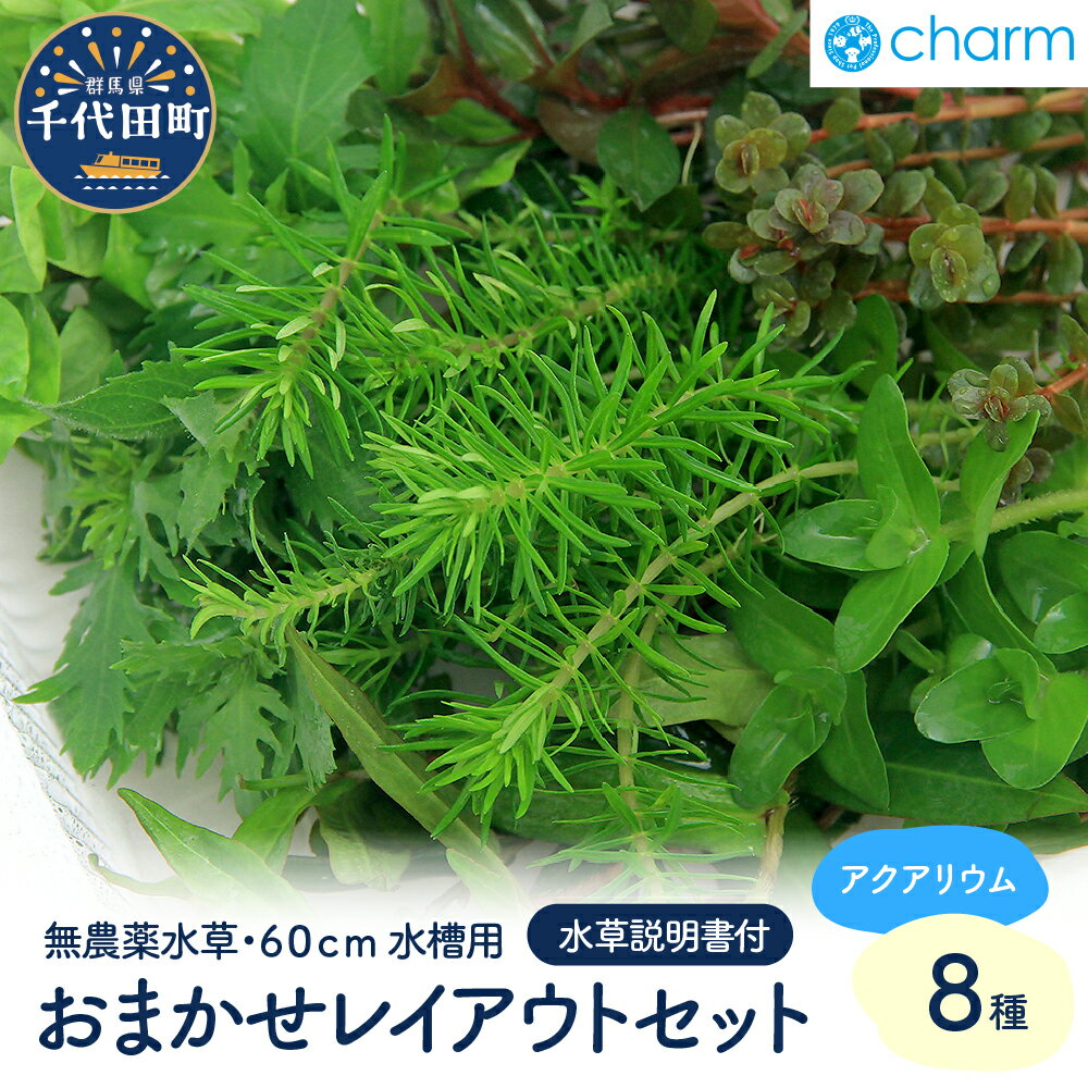 【ふるさと納税】水草 おまかせ水上葉 レイアウトセット 60cm 水槽用 8種 無農薬 1パック インテリア ナチュラル 自然 リラクゼーション 室内栽培 プレゼント 送料無料 趣味 緑 人気 オススメ 初心者 玄関 リビング 水槽 アクアリウム 説明書付 株式会社チャーム